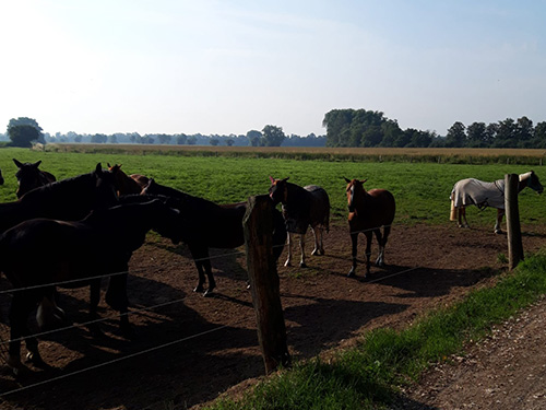 Muko-Spendenlauf 2021 - Foto von einer Pferdekoppel mit vielen Pferden